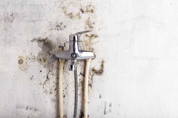Best Emergency Mold Removal  in Ozark, MO