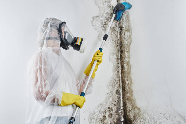 Best Attic Mold Removal  in Ozark, MO